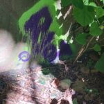 obscura1677170335291